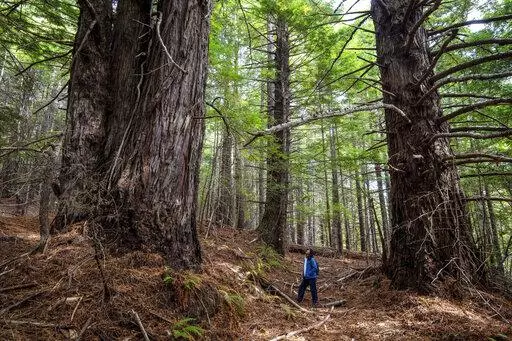 This undated photo provided by Save the Redwoods League shows some of the 523 acres of redwood forestland in Mendocino County, Calif., which was donated to the InterTribal Sinkyone Wilderness Council for lasting protection and ongoing stewardship. The conservation group is turning over a historic redwood grove on the Northern California coast to the descendants of the original Native American inhabitants. (Max Forster/Save the Redwoods League via AP)