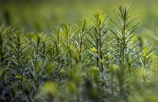 Douglas Fir seedlings grow at New Mexico State University's John T. Harrington Forestry Research Center in Mora, northern New Mexico, Aug. 24, 2022. The NMSU center plays a vital role in the reforestation process of ravaged areas affected by wildfires in the state of New Mexico. House Republicans are searching for solutions to climate change without restricting American-produced energy that comes from burning oil, coal and gas. (AP Photo/Andres Leighton, File)