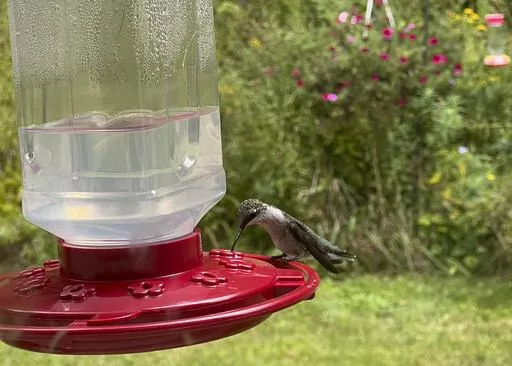 This Sept. 8, 2023, image provided by Justine Damiano shows a hummingbird sipping nectar from a feeder Southwick, Massachusetts. (Justine Damiano via AP)
