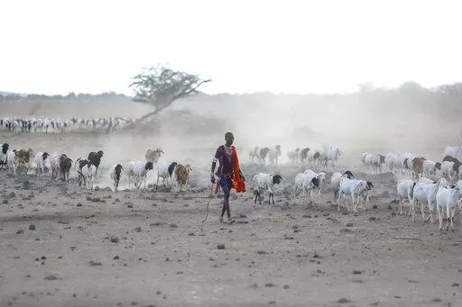 A Maasai man walks with his livestock in search of grassland for them to graze, at Ilangeruani village, near Lake Magadi, in Kenya, Nov. 9, 2022. The conference known as COP15, which begins Tuesday, Dec. 6, hopes to set goals for the world for the next decade to help conserve the planet's biodiversity and stem the loss of nature. (AP Photo/Brian Inganga, File)