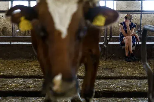Halyna Borysenko waits to milk cows at the KramAgroSvit dairy farm in Dmytrivka, Donetsk region, eastern Ukraine, Wednesday, Aug. 10, 2022. One of the last working dairy farms in Ukraine's eastern Donbas region is doing everything it can to stay afloat amid Russia's devastating war where not even the cows are safe. "The animals are acting differently, they're scared just like we are," she said "They just can't say it out loud." (AP Photo/David Goldman)