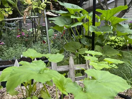 This July 14, 2023, image provided by Jessica Damiano shows recently planted summer squash growing near more mature plants to ensure a continued harvest on Long Island, N.Y. (Jessica Damiano via AP)