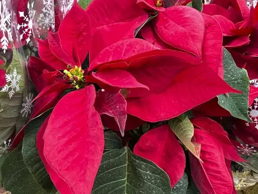 This Dec. 14, 2023, image provided by Jessica Damiano shows a grouping of poinsettia plants on display in Old Brookville, New York. (Jessica Damiano via AP)