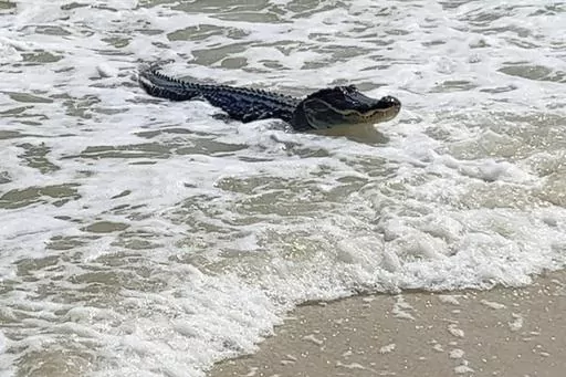 An alligator swims up to the beach on Dauphin Island, near Mobile, Ala., Sunday, May 7, 2023. (Matt Harvill via AP)