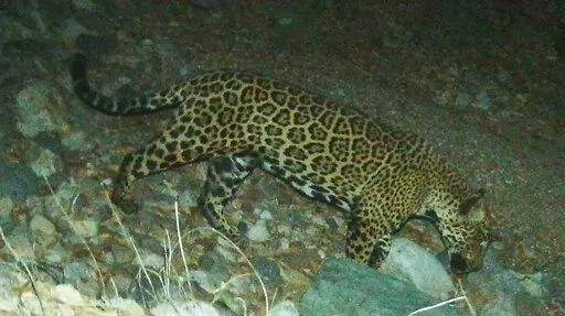 In this photo provided by the University of Arizona and U.S. Fish and Wildlife Service shows a male jaguar photographed by motion-detection wildlife cameras in the Santa Rita Mountains in Arizona on April 30, 2015 as part of a Citizen Science jaguar monitoring project conducted by the University of Arizona, in coordination with U.S. Fish and Wildlife Service. According to Borderlands Linkages, a binational collaboration of eight conservation groups, this cat is known as “El Jefe,” or “The 