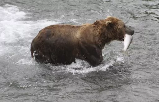 A brown bear walks to a sandbar to eat a salmon it had just caught at Brooks Falls in Katmai National Park and Preserve, Alaska on July 4, 2013. Alaska's most watched popularity contest, picking your favorite brown bear which has been fattened up for winter by noshing on salmon they just caught in the park, could become a victim if the federal government shuts down Oct. 1, 2023. (AP Photo/Mark Thiessen, File)