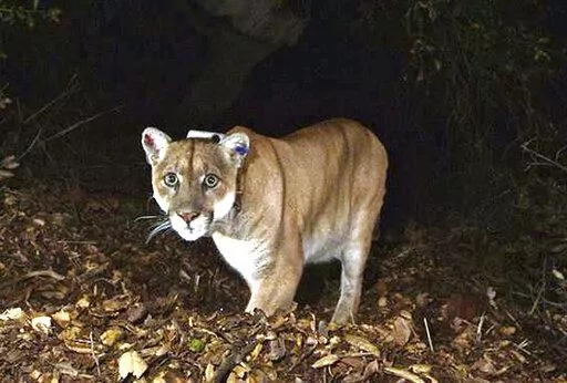 This Nov. 2014, file photo provided by the U.S. National Park Service shows a mountain lion known as P-22, photographed in the Griffith Park area near downtown Los Angeles. Tribal leaders, scientists and conservation advocates buried Southern California's most famous mountain lion Saturday in the mountains where the big cat once roamed. (U.S. National Park Service, via AP, File)