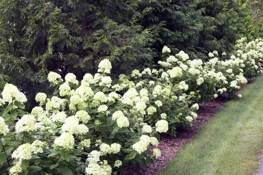 This undated image shows a row of evergreen trees underplanted with Little Lime panicle hydrangea shrubs. (Proven Winners ColorChoice Flowering Shrubs via AP)