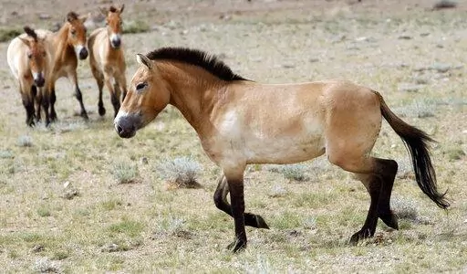 This photo taken on Thursday, June 16, 2011 shows four Przewalski's Horses after being released at the Khomiin Tal reservation in Western Mongolia. Archaeologists have identified the earliest direct evidence for horseback riding – an innovation that would transform human history – in 5,000 year old skeletons in central Europe. (AP Photo/Petr David Josek, File)