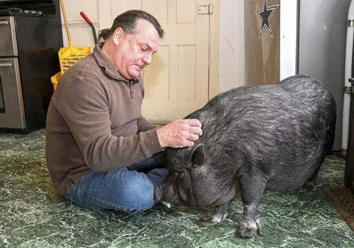 Wyverne Flatt who is fighting to keep his pot-bellied pig Ellie as an emotional support animal poses for a photograph at his home Wednesday, Feb. 2, 2022, in Canajoharie, N.Y. Village officials consider Ellie a farm animal, and not allowed in the village. (AP Photo/Hans Pennink)