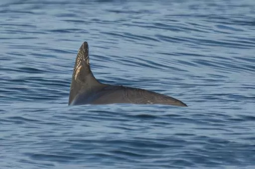 In this photo courtesy of the Sea Shepherd Conservation Society, a vaquita marina swims in the Biosphere Reserve of the Upper Gulf of California and Colorado River Delta, in the Sea of Cortez, Mexico, May 20, 2023. Experts on the expedition estimate they saw between 10 and 13 of the porpoises during nearly two weeks of sailing in May 2023 in the Gulf of California. (Sea Shepherd Conservation Society via AP)