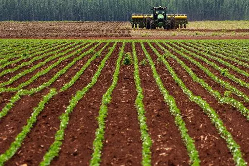 Agricultural machine works at a soybean plantation at the Passatempo farm, Sidrolandia, Mato Grosso do Sul state, Brazil, Thursday, Oct. 20, 2022. President Jair Bolsonaro trusts his support among agribusiness leaders to help him win reelection later this month, while frontrunner Brazil's Former President Luiz Inacio Lula da Silva tries to make inroads with rural voters with a boost from defeated presidential candidate Sen. Simone Tebet, who is from the state of Mato Grosso do Sul. (AP Photo/Era
