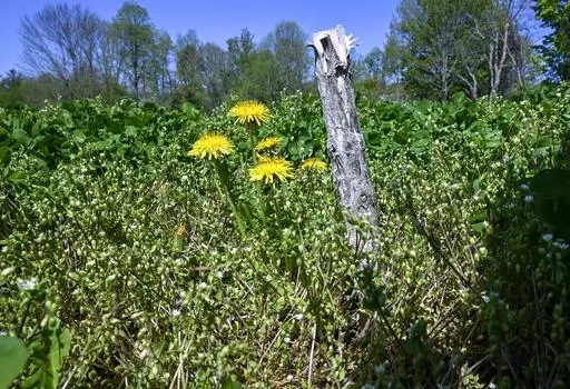 Last seasons plant stalks are seen at Seth Jacobs' marijuana planting field at his Slack Hollow farm in Argyle, N.Y., Friday, May 12, 2023. Farmers growing New York's first legal adult marijuana crop are having trouble moving product because there's only a dozen licensed dispensaries statewide to sell to. (AP Photo/Hans Pennink)