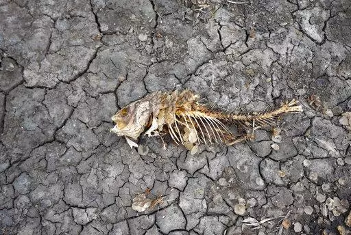 A dead fish skeleton laying on the cracking earth of a dry lake bed near the village of Conoplja, 150 kilometers north-west of Belgrade, Serbia, Tuesday, Aug. 9, 2022. Water shortages reduced Serbia's hydropower production. An unprecedented drought is afflicting nearly half of the European continent, damaging farm economies, forcing water restrictions and threatening aquatic species. Water levels are falling on major rivers such as the Danube, the Rhine and the Po. (AP Photo/Darko Vojinovic, Fil