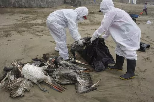 Municipal workers collect dead pelicans on Santa Maria beach in Lima, Peru, Tuesday, Nov. 30, 2022, as thousands of birds have died in November along the Pacific of Peru from bird flu, according to The National Forest and Wildlife Service (Serfor). The bird flu virus drawing attention in 2023 _ Type A H5N1 _ was first identified in 1959, by investigators looking into a flu outbreak in chickens in Scotland. Like other viruses, it has evolved over time, spawning newer versions of itself. (AP Photo
