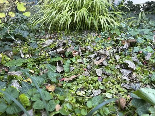 This Nov. 3, 2023, image provided by Jessica Damiano shows fallen leaves on Long Island, New York. Done properly, allowing leaves to remain on the soil is one of the best ways to turn yard waste into free fertilizer while keeping it out of the landfill. (Jessica Damiano via AP)