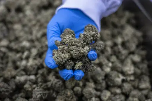 An Israeli worker holds medical cannabis, at UNIVO Pharmaceuticals in the coastal city of Ashkelon, Israel, Jan. 16, 2022. Israel's high-tech sector has made a push into the fast-growing world of medical marijuana, with two former prime ministers and other bold-faced names joining start-ups to grow safer, more potent and environmentally friendly products. (AP Photo/Tsafrir Abayov)