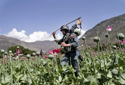 Armed Afghan policemen destroy an opium poppy field in Noorgal, Kunar province, east of Kabul, Afghanistan on April 13, 2013. Afghan farmers have lost income of more than $1 billion from opium sales after the Taliban outlawed poppy cultivation, according to a report from the U.N. drugs agency published Sunday, Nov. 5, 2023. (AP Photo/Rahmat Gul, File)