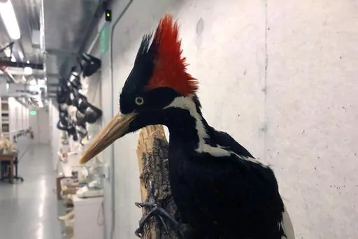 An ivory-billed woodpecker specimen is on a display at the California Academy of Sciences in San Francisco, Friday, Sept. 24, 2021. New video and photographs purporting to show ivory-billed woodpeckers flying in a Louisiana forest were published by researchers Thursday, May 18, 2023, as government officials said they will make a final decision on whether the birds are extinct by the end of the year. (AP Photo/Haven Daley, File)