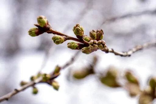 Buds of cherry blossoms along the Tidal Basin in Washington, Thursday, March 10, 2022. (AP Photo/Andrew Harnik)