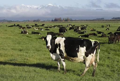 Dairy cows graze on a farm near Oxford, New Zealand, on Oct. 8, 2018. New Zealand scientists are coming up with some surprising solutions for how to reduce methane emissions from farm animals. (AP Photo/Mark Baker, File)