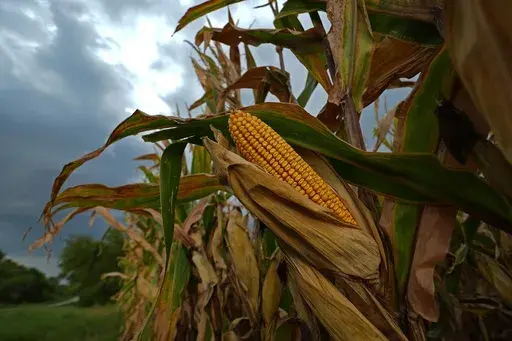 Storm clouds build above a corn field Tuesday, Aug. 27, 2024, near Platte City, Mo. (AP Photo/Charlie Riedel)