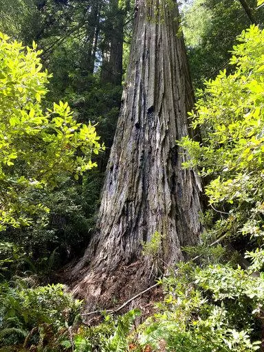 This photo provided by the National Park Service shows the coast redwood tree named Hyperion in Redwood National Park, Calif., on Sept. 22, 2021. Tree-enthusiasts who make the trek to the world's tallest tree deep in a Northern California forest will face a fine and possible jail time after park officials declared the remote area off-limits to hikers because of the damage done by trampling visitors to the tree and the surrounding forest. The tree, a 380-foot (115-meter) coast redwood made famous