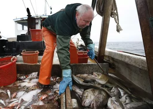 Fisherman David Goethel sorts cod and haddock while fishing off the coast of New Hampshire, April 23, 2016. Haddock, a staple seafood species targeted by East Coast fishermen for centuries, is experiencing overfishing, and changes are underway to prevent the fish's population from collapse, federal fishing managers said. Haddock are one of the most popular East Coast food fish, and they are commonly used in fish and chips and other popular New England seafood dishes. (AP Photo/Robert F. Bukaty, 