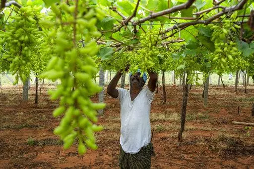 A farmer trims the leaves in a vineyard in Anantapur district in the southern Indian state of Andhra Pradesh, India, Wednesday, Sept. 14, 2022. Anantapur and its people are greatly impacted by desertification — the process by which fertile land becomes a desert. Climate change only hastens this transformation. (AP Photo/Rafiq Maqbool)