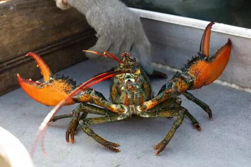 A lobster rears its claws after being caught off Spruce Head, Maine, Aug. 31, 2021. Environmental groups are once again at odds with politicians and fishermen in New England in the wake of a decision by high-end retail giant Whole Foods to stop selling Maine lobster. (AP Photo/Robert F. Bukaty, File)