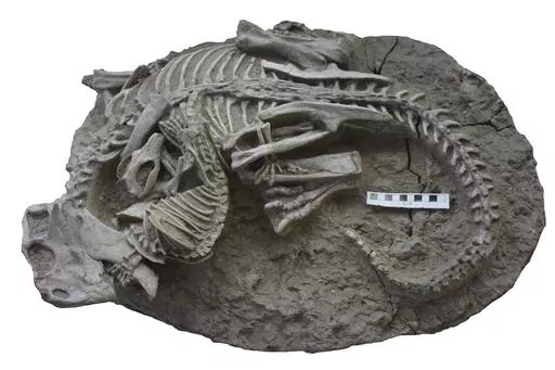 This image provided by the Canadian Museum of Nature shows entangled dinosaur and mammal skeletons. The scale bar equals 10 cm. The unusual fossil from China suggests some early mammals may have hunted down dinosaur meat for dinner. The fossil shows a badger-like creature chomping down on a beaky dinosaur three times its size. The research published on Tuesday, July 18, 2023, adds to growing evidence that even when dinosaurs ruled the Earth, some mammals were biting back. (Gang Han/Canadian Muse