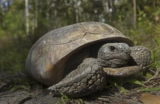 This photo provided by the U.S. Fish & Wildlife Service shows a gopher tortoise at San Felasco Hammock Preserve State Park in Gainesville, Fla. The Biden administration and industry groups pledged Thursday, March 23, 2023, to promote logging practices and research intended to protect imperiled species, such as the gopher tortoise, on private forest lands. (U.S. Fish & Wildlife Service via AP, File)