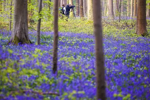 The famed bluebells are in bloom again in the Hallerbos forest south of Brussel, Belgium, on Tuesday, April 19, 2022. For the first time since the pandemic struck over two years ago, the woods featuring violet blue carpets of wild Hyacinths are packed with tourists again. (AP Photo/Olivier Matthys)