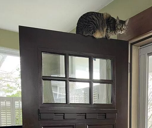 This December, 2022, photo provided by Jessica Damiano shows a cat perched on top of an entrance door. Because cats have exceptional agility and climbing skills, it can be difficult, if not impossible, to place plants and other items out of their reach. (Jessica Damiano via AP)