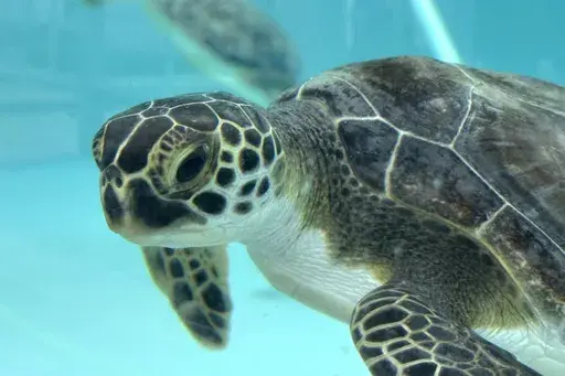 A green sea turtle being treated for cold stunning is seen swimming in a tank at Loggerhead Marinelife Center in Juno Beach, Fla. on Wednesday, Jan. 29, 2025. (AP Photo/Cody Jackson)