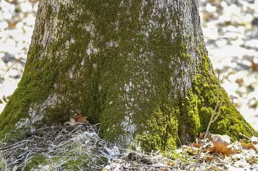 This April 2, 2019, photo provided by the Forest Preserve District of Will County, IL, shows moss growing at the base of a tree at Raccoon Grove Nature Preserve in Monee, IL. (Forest Preserve District of Will County via AP)