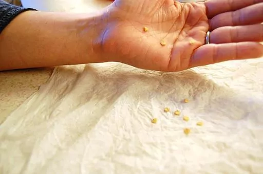 This image provided by Jessica Damiano shows a seed-germination test in progress on Long Island New York, as 10 Jackpot pepper hybrid seeds are placed on a moist paper towel Next, they will be folded into the towel and placed into a zipper-top plastic bag to retain warmth and moisture. Within a week or so, the viable seeds will sprout roots. (Jessica Damiano via AP)