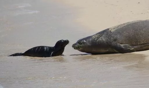 Hawaiian monk seal Kaiwi and her newborn pup lie on the sand at Waikiki's Kaimana Beach in Honolulu on Thursday, April 20, 2023. Officials fenced off a large stretch of a popular Waikiki beach to protect the seal and her days-old pup. The unusual move highlights the challenges of protecting endangered species in a state that attracts millions of travelers every year.(Cindy Ellen Russell/Honolulu Star-Advertiser via AP)