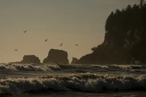 Pelicans fly near the shore as waves from the Pacific Ocean roll in on May 14, 2024, on the Quinault reservation in Taholah, Wash. (AP Photo/Lindsey Wasson, File)