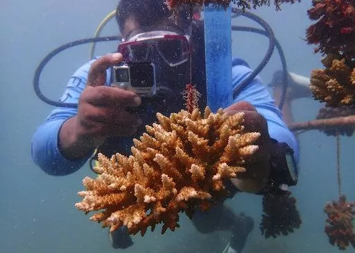 Coral reef restoration ranger Yatin Patel measures an artificial reef structure in the Indian Ocean near Shimoni, Kenya on Monday, June 13, 2022. The marine area off the coast of Kenya at Wasini Island, jointly managed by a foundation and the island's community, has been planting over 8,000 corals a year since early 2010s and placed about 800 artificial reef structures in the channel in a bid to restore Wasini's coral gardens.  (AP Photo/Brian Inganga)