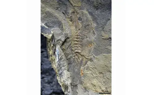 This image provided by Mariana Chuliver shows the oldest-known tadpole fossil found in Patagonia, Argentina. (Mariana Chuliver via AP)