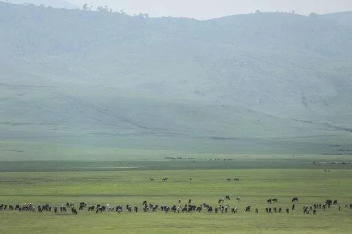 Cattle belonging to Maasai ethnic group graze in the highlands of Ngorongoro Conservation Area, west of Arusha, northern Tanzania on Jan. 17, 2015. The Tanzanian government is seizing livestock from Indigenous Maasai herders in the Ngorongoro Conservation Area in its latest attempt to clear way for tourism and trophy hunting, a report released Thursday, Jan. 26, 2023, said. (AP Photo/Mosa'ab Elshamy, File)