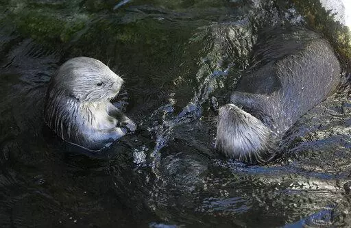 Sea otters loll in the water at the Monterey Bay Aquarium in Monterey, Calif., March 26, 2018. The Code of Federal Regulations has lots to say about how sea otters must be treated in captivity, dictating the minimum size of their pools, among other conditions. Federal regulation lends a helping hand in every corner of American life, or pokes its intrusive finger in everything, depending on your viewpoint. (AP Photo/Eric Risberg, File)