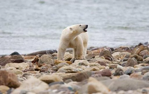 A male polar bear walks along the shore of Hudson Bay near Churchill, Manitoba, Aug. 23, 2010. Polar bears in Canada's Western Hudson Bay — on the southern edge of the Arctic — are continuing to die in high numbers, a new government survey released Thursday, Dec. 22, 2022, found. (Sean Kilpatrick/The Canadian Press via AP, File)