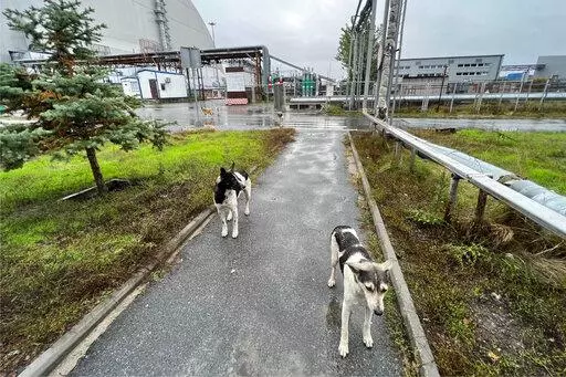 This photo taken by Timothy Mousseau shows dogs in the Chernobyl area of Ukraine on Oct. 3, 2022. More than 35 years after the world's worst nuclear accident, the dogs of Chernobyl roam among decaying, abandoned buildings in and around the closed plant – somehow still able to find food, breed and survive.(Timothy Mousseau via AP)
