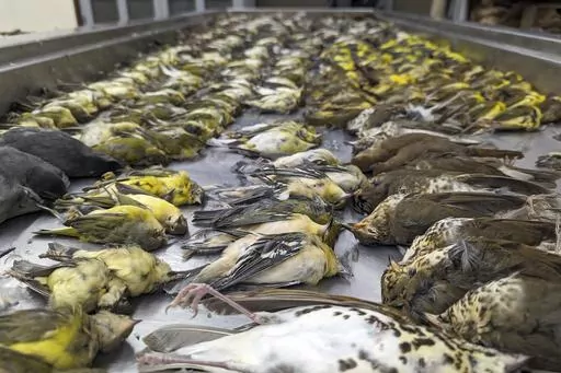 In this image provided by the Chicago Field Museum, the bodies of migrating birds are displayed, Thursday, Oct. 5, 2023, at the Chicago Field Museum, in Chicago. The birds were killed when they flew into the windows of the McCormick Place Lakeside Center, a Chicago exhibition hall, the night of Oct. 4-5. According to the Chicago Audubon Society, nearly 1,000 birds migrating south during the night grew confused by the exhibition center's lights and collided with the building. (Daryl Coldren/Chica